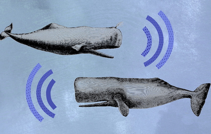 Blue Whales Have Gone Silent, Here’s Why It’s Alarming