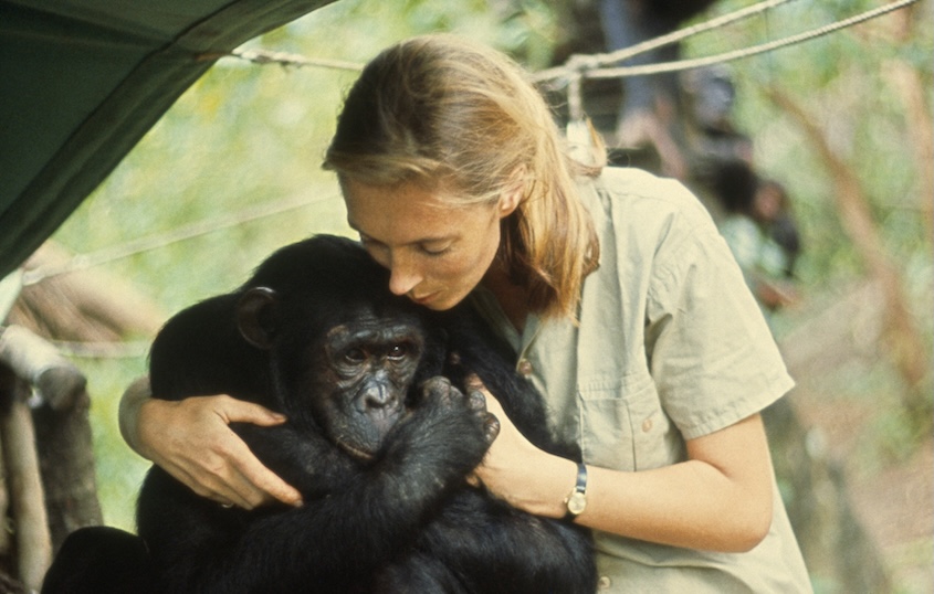 Jane Goodall Dies at 91 After a Lifetime of Groundbreaking Discoveries