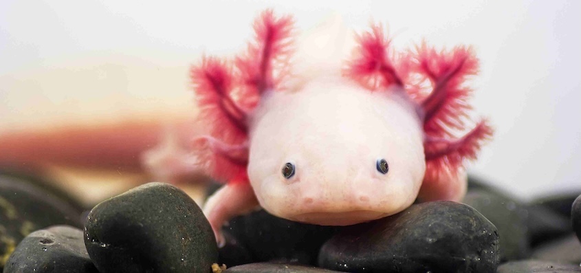 Cute Rescue, Bigger Warning: Welsh Axolotl Find Exposes the UK’s Stray Exotic-Pet Problem