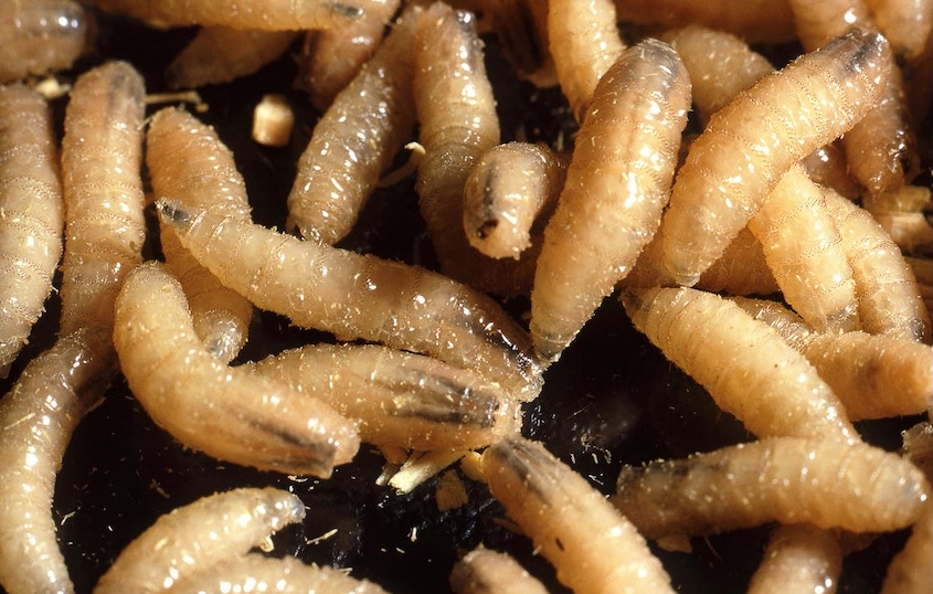 Texas Confirms First New World Screwworm Case Since 1966