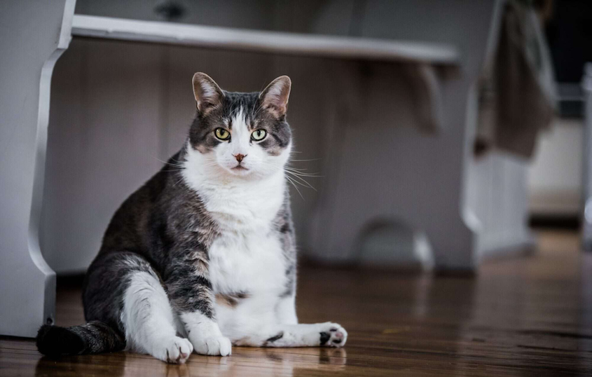 Scientists Are Testing Ozempic for Overweight Cats