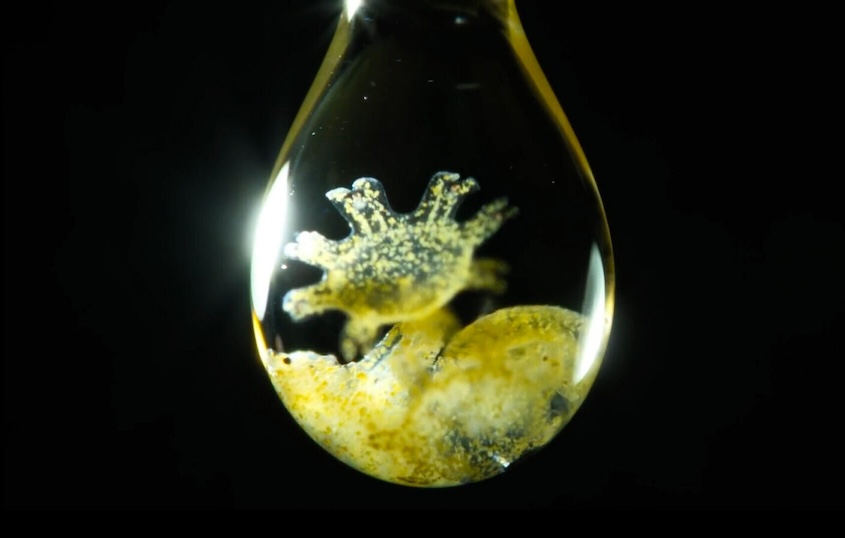 Benedikt Pleyer's jellyfish larvae video
